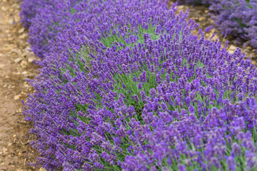 Obraz premium A Lavender farm in the south of England in the summertime at daytime, lilac flowers with a delightful smell