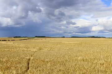 barley and stormy skies