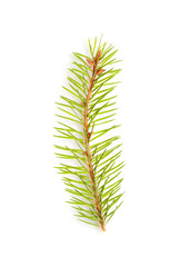 fir tree branch