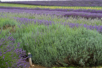 A Lavender farm in the south of England in the summertime at daytime, lilac flowers with a delightful smell