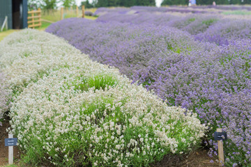 Obraz na płótnie Canvas A Lavender farm in the south of England in the summertime at daytime, lilac flowers with a delightful smell