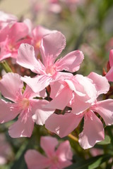 природа море деревья небо цветы кувшинки птицы