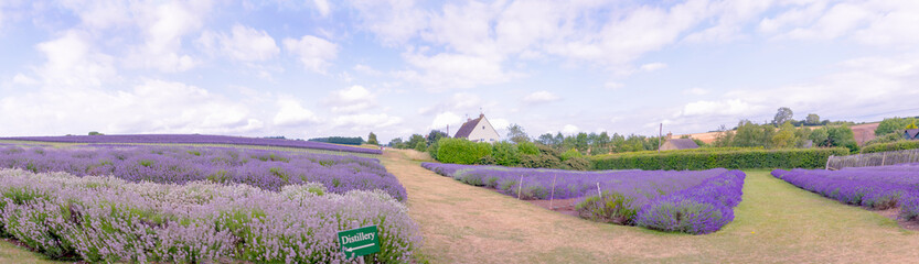 A Lavender farm in the south of England in the summertime at daytime, lilac flowers with a delightful smell