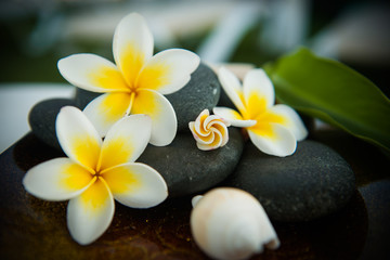  Spa stones with frangipani - Tropical atmosphere 