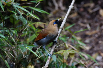 Wild bird