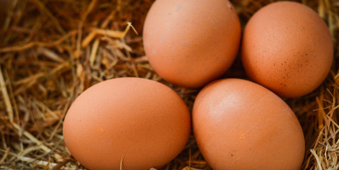 Eggs, group