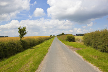 country road and hawthorn hedgerow