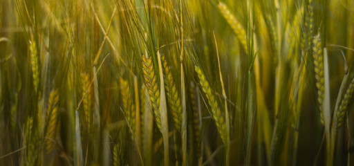 wheat ears