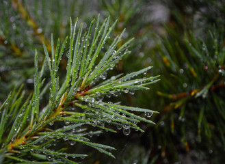 Pine needles