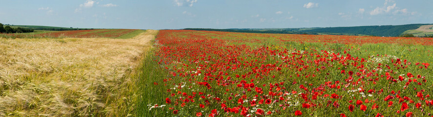 Fototapeta na wymiar Panoramic photo of the field of wheat and poppies on a sunny summer day.