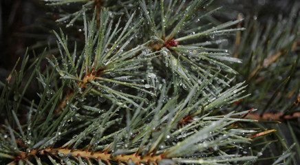 Pine needles