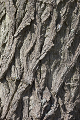 poplar bark background