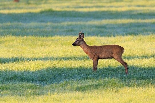 Rehbock am Abend auf feuchter Wiese bei sch&ouml;nen Licht/Schatten Spiel