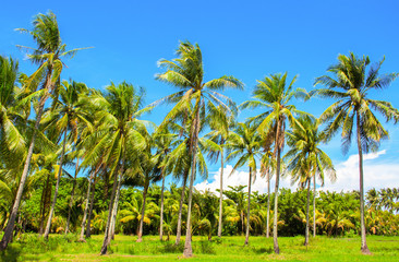 Naklejka premium Vibrant landscape with coco palm trees. Tropical panorama with palm.