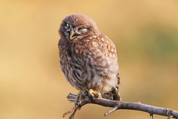 Young little owl winks