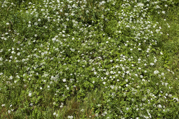 wildflowers and grass