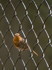 Rotkehlchen im Zaun 2