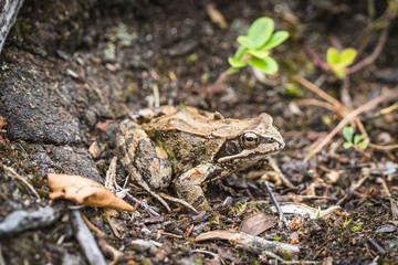 Brown frog with big eyes in the mud