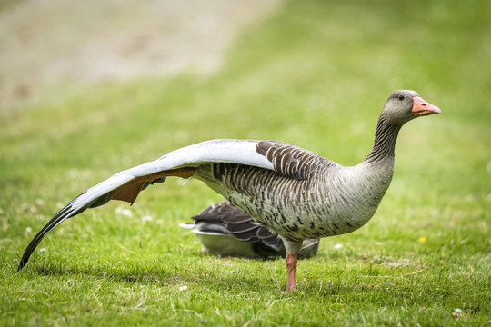 Goose standing on one leg with large wings