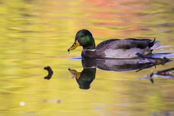 Mallard drake in autumn