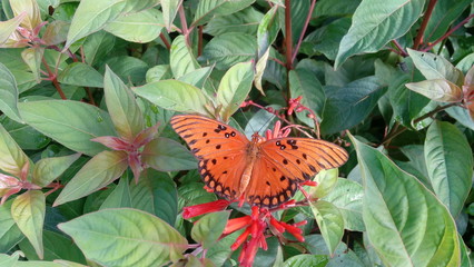A Gulf Fritillary (Agraulis vanillae) lands on a Firebush (Hamelia patens) flower for a quick snack.