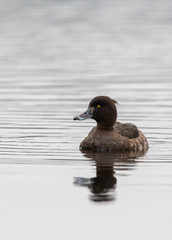 Female crested blacks