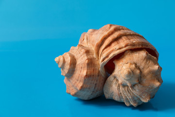 several seashells on blue background