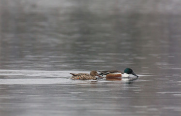 A pair of ducks Anas clypeata