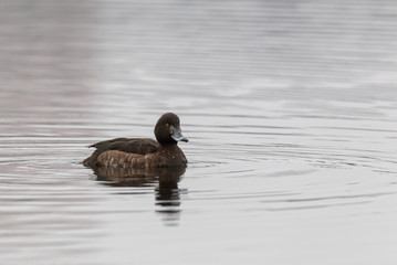 Female crested blacks
