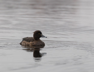Female crested blacks