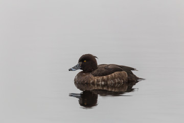 Female crested blacks