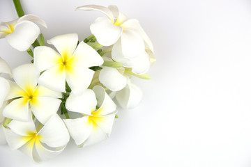 Fototapeta na wymiar Tropical flowers frangipani, isolated white background