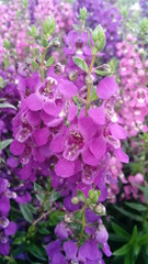 Summer Snapdragon (Angelonia) flower spikes advertise to their insect customers.