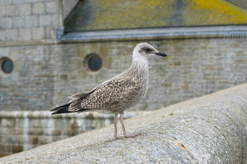 Obraz premium Seagull resting by a beach in Cornwall in the daytime at summertime