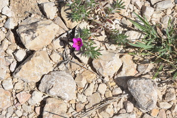Small purple flower