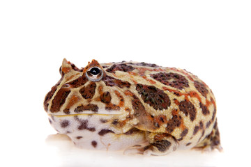 Cranwell's horned frog isolated on white © Farinoza