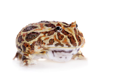 Cranwell's horned frog isolated on white