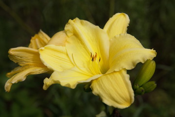 Fototapeta na wymiar Yellow daylily bloom in summer in the garden