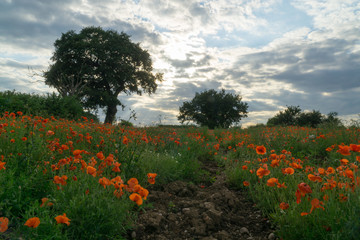 Red poppy field in Leicester-shire at summertime
