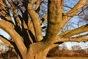 Baum, Baumstamm, Buche