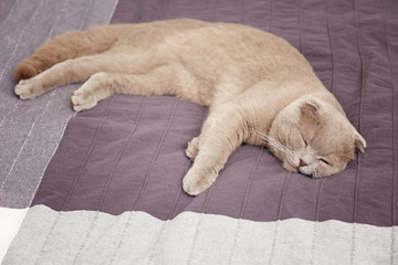Cute cat sleeping on bed