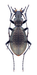 Beetle Carabus sichuanicola morvanellus on a white background