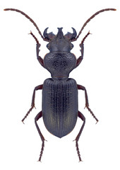 Beetle Ditomus calydonius oriens (male) on a white background