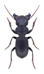 Beetle Ditomus calydonius oriens (female) on a white background
