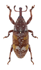 Beetle Pissodes castaneus on a white background