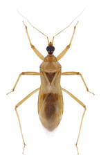 Bug Reduvius testaceus on a white background