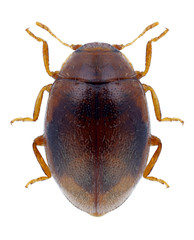 Beetle Rhyzobius litura on a white background