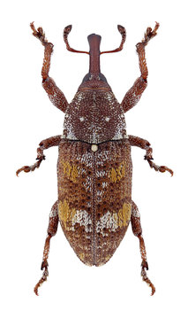 Beetle Pissodes castaneus on a white background