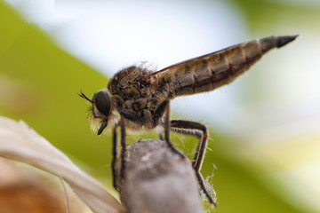 Raubfliege