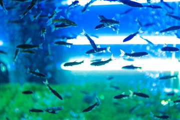 Naklejka na ściany i meble Aquarium with fish for pedicure in modern beauty salon